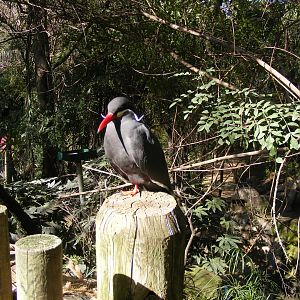 Inca Tern
