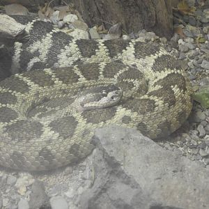 Northern Pacific Rattlesnake