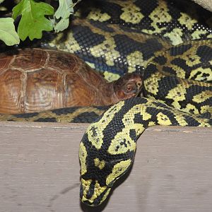 Jungle Carpet Python/Three-toed Box Turtle