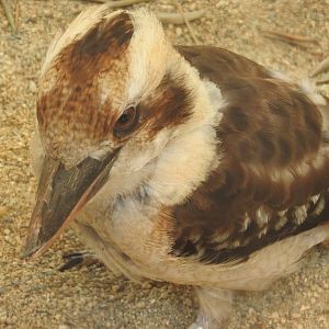 Laughing Kookaburra