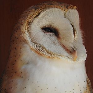Barn Owl