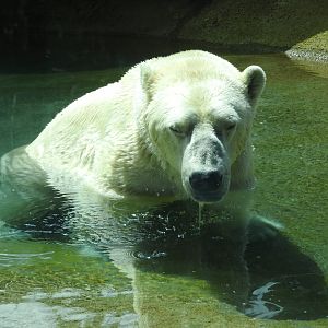 Polar Bear