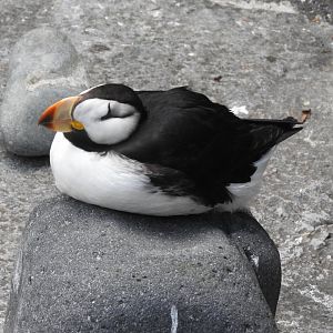 Horned Puffin