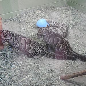 Clouded Leopard cubs
