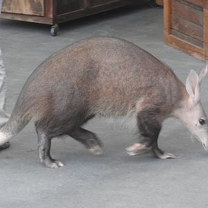 Aardvark