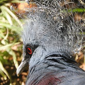 Victoria Crowned Pigeon
