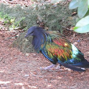 Nicobar Pigeon