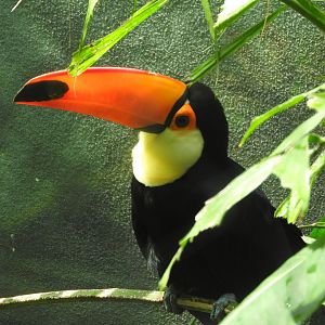 Toco Toucan
