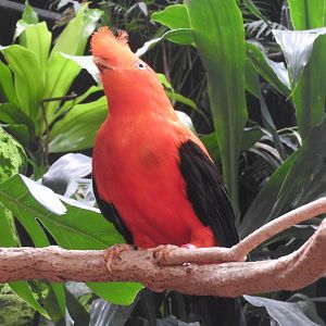 Andean Cock-of-the-Rock