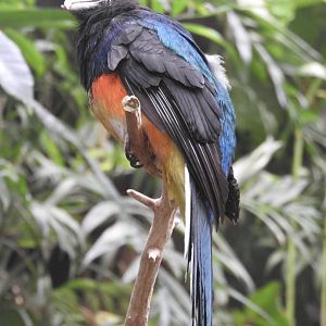 White-tailed Trogon