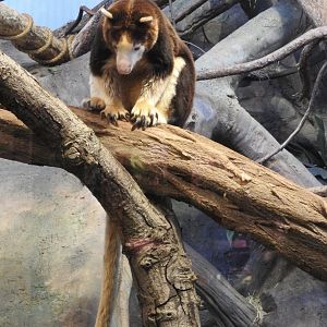 Matschie's Tree Kangaroo