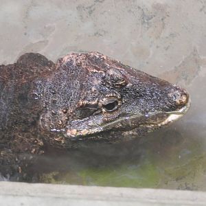 Dwarf Crocodile