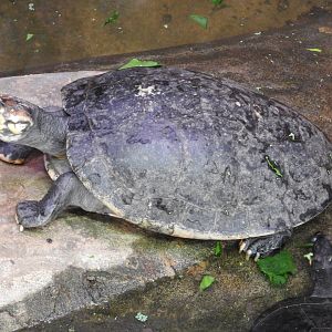 Yellow-spotted River Turtle