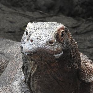 Komodo Dragon