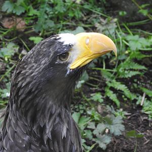 Steller's Sea Eagle