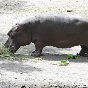 Hippopotamus