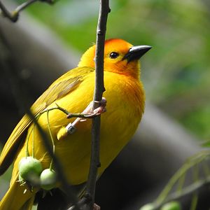 Golden Palm Weaver