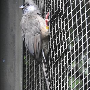 Speckled Mousebird
