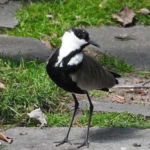Spur-winged Lapwing