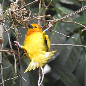 Golden Palm Weaver nest building