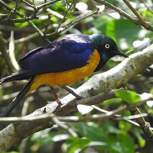 Golden-breasted Starling