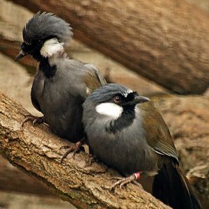 Black-throated Laughing thrush