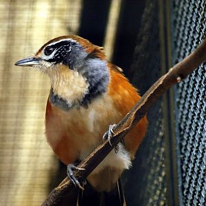 Greater Necklaced Laughing thrush