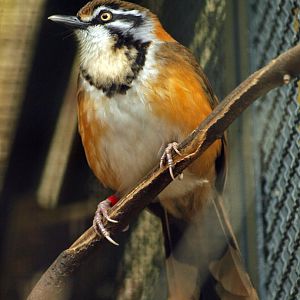 Lesser Necklaced Laughing thrush