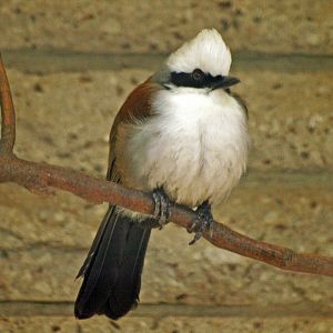 White-crested Laughing thrush
