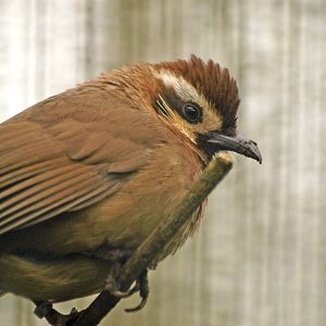 White-browed Laughing thrush