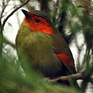 Red-faced Liochichla