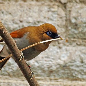 Chestnut-winged Laughing thrush