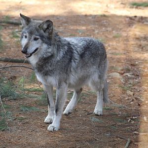 Mexican Wolf