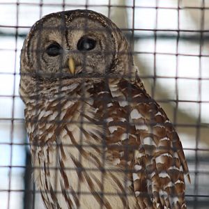 Barred Owl