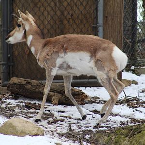 Pronghorn