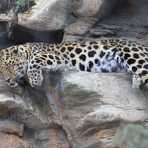 Amur Leopard