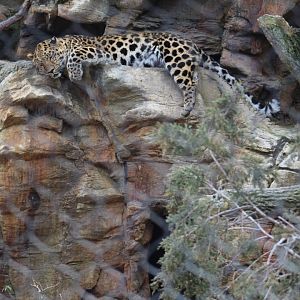 Amur Leopard on Ledge