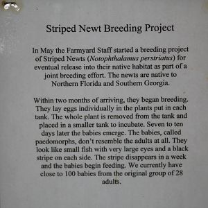 Striped Newt Signage