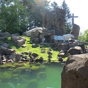 Great Northwest - Rocky Mountain Goat Exhibit
