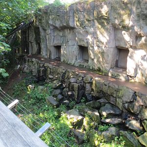 Great Northwest - Black Bear Exhibit
