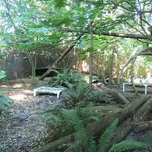 Great Northwest - Bobcat Exhibit