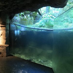 Great Northwest - Eagle Exhibit Fish Habitat
