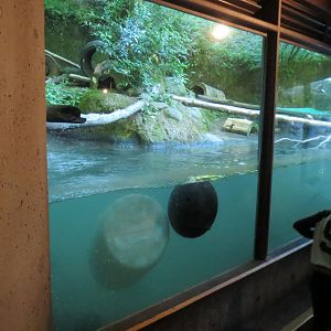 Great Northwest - North American River Otter Exhibit