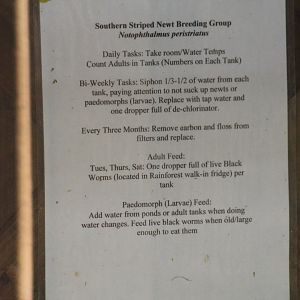 Striped Newt Care Sheet