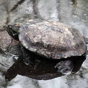 Hispaniolan Slider