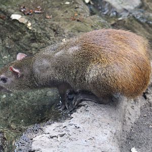 Red-Rumped Agouti
