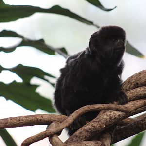 Goeldi's Monkey