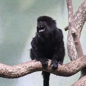 Goeldi's Monkey