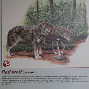 Red Wolf Info.