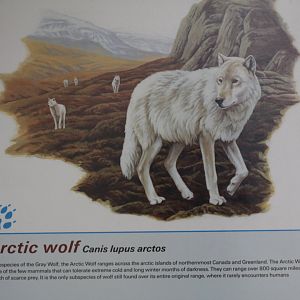 Arctic Wolf Info.